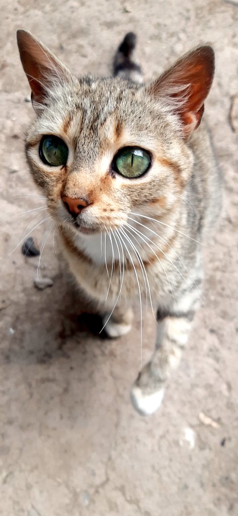 ChirsCj85's tweet photo. Ya quisieran tener esos ojos.❤️🥲 https://t.co/lQD4TetTrV
