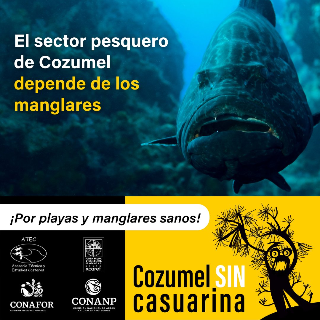 Los manglares son zonas de alimentación, refugio y crecimiento de muchas especies de peces, crustáceos y moluscos, por lo que sostienen gran parte de la producción pesquera de Cozumel. 
acortar.link/jR5imw

@atecscp @conanp_czm @Conafor @AtlantisSubmarinesIs @FCCozumel