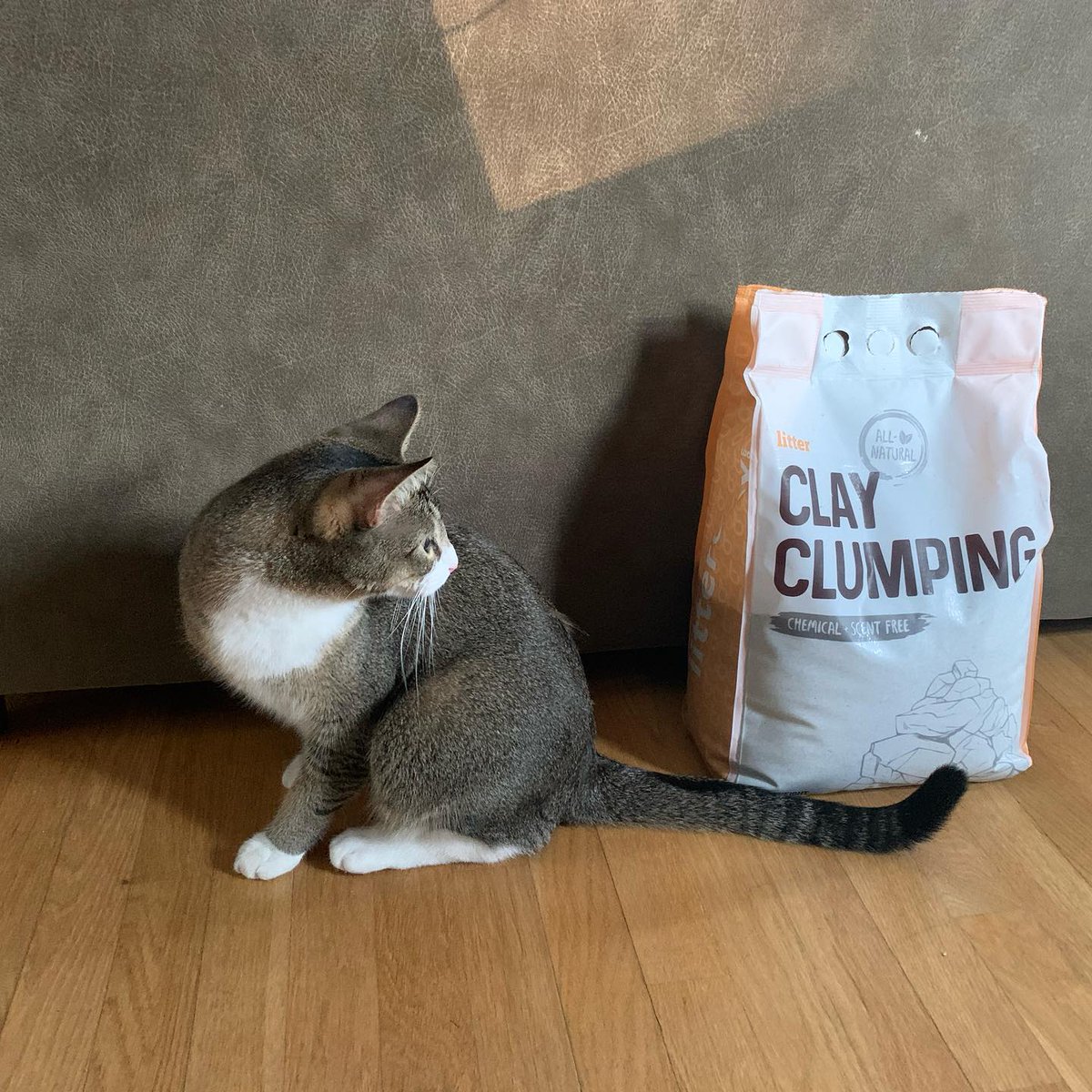 litterboxbrand's tweet image. A #PetHack that will change your life: subscribe to get cat litter delivered to your front door. 🚪😻✨ No more running to the store last second!

#Litterbox #Cats #CatsOfTwitter