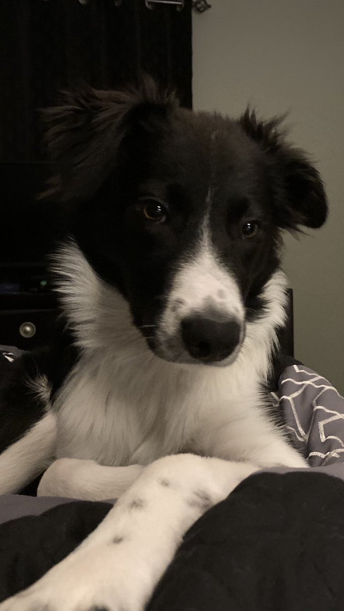 Shannon MacLeod tweet media