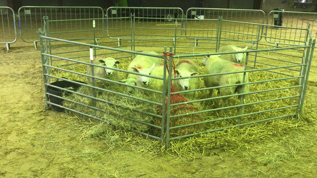 Heifers and lambs all settled in ready for the <a href="/SouthEngShows/">South of England Shows</a> autumn fair. @Brinsbury <a href="/ChallisManning/">Sally Challis-Manning</a>. Now time for dinner.