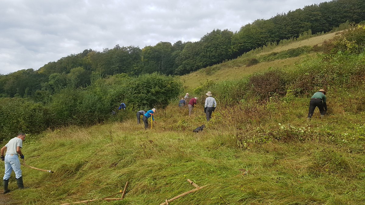 BillDowney8's tweet photo. Great to be back working in the field today with @BC_Surrey Small Blue Conservation Group. After the hiatus of almost a year, have missed the banter and chat. At Denbies Hillside clearing a scallop which is a classic butterfly hotspot. https://t.co/gQ8ucxHMn6