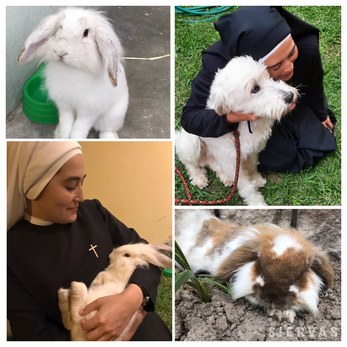 Para mi la naturaleza y especialmente los animales, son siempre un espacio en el que puedo percibir el amor de Dios hacia mí. Gracias Padre bueno por darnos la creación.

#Siervas #SiervasMusica #hoydespierto #creación #creation #laudatosi