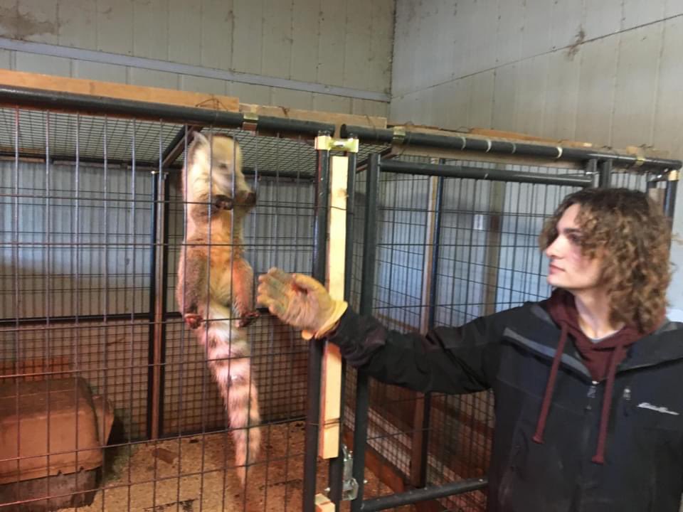 royalduke15's tweet photo. This month Jason Douglas will walk across the stage at National FFA Convention as a National Proficiency Finalist in Specialty Animal Production.  Thank you so much National FFA Organization and National FFA Foundation for Sponsoring this award! #EPHS https://t.co/6RGChShdm3