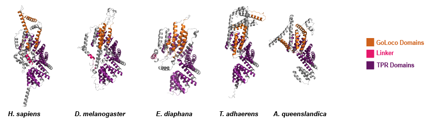 Thanks to COVID, @emm_schiller has never set foot in the lab. Nevertheless, she persisted. We are INCREDIBLY proud of Emily and her work, which has just been accepted for publication at Biology Open: journals.biologists.com/bio/article/do…