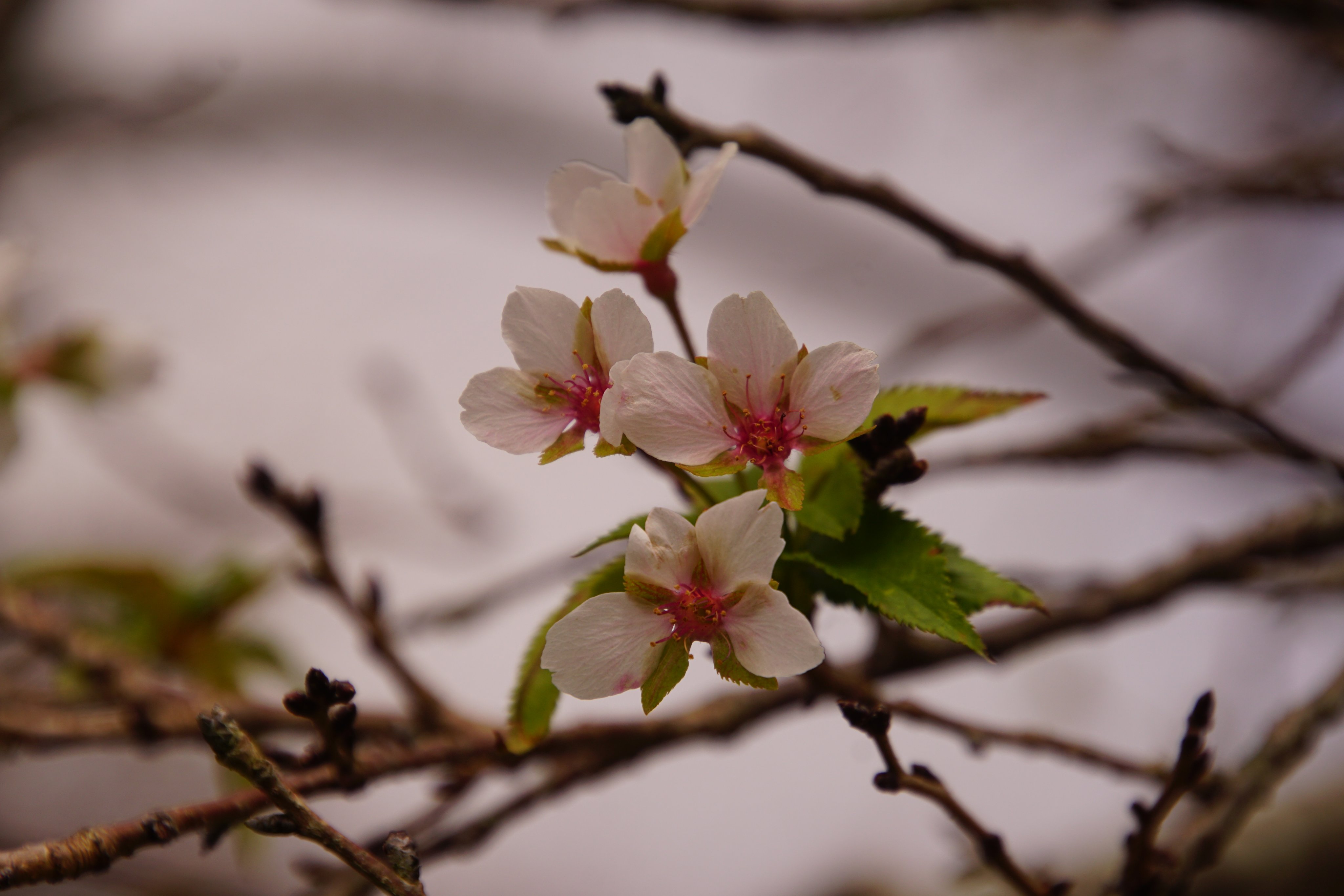 偕楽園 偕楽園本園見晴広場のハギの花と二季咲桜です 偕楽園にお越しの際は散策してくださいね 写真提供 元吞忠 ワンチーム茨城 偕楽園 ハギ 二季咲桜 水戸 茨城 T Co Jbhjtoivle Twitter