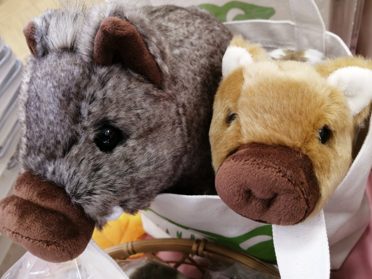 つぶらな目が愛らしいうり坊ぬいぐるみ販売開始です😆💕 ふわふわして