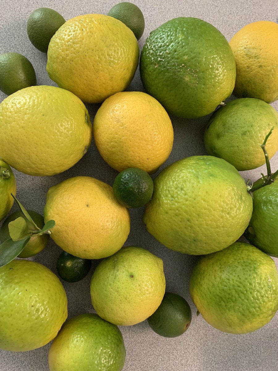 Proof the garden is a happy place. Pure enjoyment!! 🍋 #SchoolGarden #outdoorlearning #KidsGardening #FarmToSchool  <a href="/WholeKidsFnd/">Whole Kids</a> @MortElementary <a href="/TransformHCPS/">HCPS Transformation Network</a>