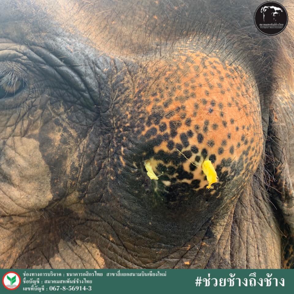 TEAA_thElephant's tweet photo. 🐘คุณหมอมาเยี่ยมยายมั่นค่ะ อายุประมาณ 60-70 ปี
🌧ช่วงนี้ฝนตกบ่อย เลยกินดินไปหน่อยอึมีสีดำคล้ำ แต่ไม่มีอาการท้องเสีย ท้องอืดยังกินหญ้าได้เอร็ดอร่อยค่ะ🥳
🙏🏼 ขอขอบพระคุณผู้บริจาคทุกท่าน งบบริจาคได้นำมาจัดหา ยา เวชภัณฑ์และค่าทางห้องปฏิบัติการในการรักษาช้างค่ะ
#ช่วยช้างถึงช้าง
#TEAA https://t.co/x6YkJz8TMD