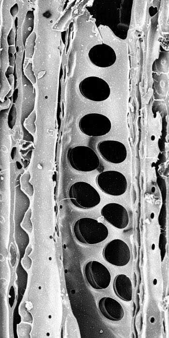 🔬 Friday afternoon #microscopy. Carbonized ephedra from 13th century trash pit in Jordan (had to pick chicken eggshells from the charcoal).  One of the few gymnosperms w/ vessels shown here.  Here’s to you, little weirdo plant! 🌱#woodanatomy #archaeobotany