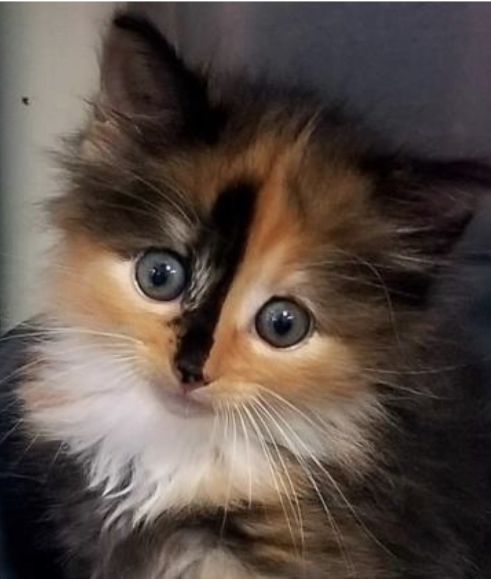 ITeachFirst4's tweet photo. @AlaneAdamsBooks Happy Birthday to you! Sharing my classroom list and a pic of this little beauty that I pick up from the SPCA in the morning. I'm SOOO excited! #13daysofAlane #SoStinkingCute #Torties #CatMom
https://t.co/NpdVSx2qVe https://t.co/4ZVDcsWKY8