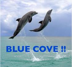Yippee! 🥰Gratefully, another Blue Cove Day!
Thanks you for being there and letting us know, team D.P.!　
🌊💙🐬🐋🐬💙🌊 😊
👿🚣came back empty-handed! 
Our wild Marine Angels🐬🐋 are safe and free!

#EndDolphinHunting
#EmptyTheTanksAndPens
#DoNotKillDolphins
#ProtectDolphins