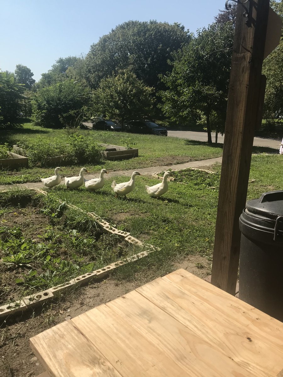 MBCDCIndy's tweet photo. The #MartindaleBrightwood Community Development Corporation sends Gratitude and Thanks to @FirstMerchants Bank for coming out to the Heritage Community Garden!

We had a blast on this wonderful sunny day and look forward to working with you all in the near future! https://t.co/4QFh70u8Y4