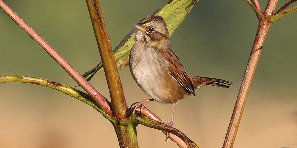 Kenn Kaufman tweet media