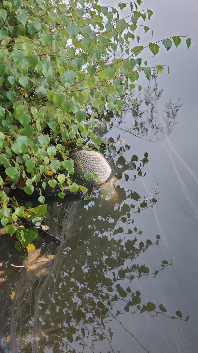 GhanbariH's tweet photo. @CityofVancouver 
Does anyone know what is going on in Lost Lagoon? Saw so many fishes died and it's bank was too stinky that no one could stand there. It was vey sad scene. @StanleyParkEco 
#Vancouver https://t.co/nMP10DgGsC