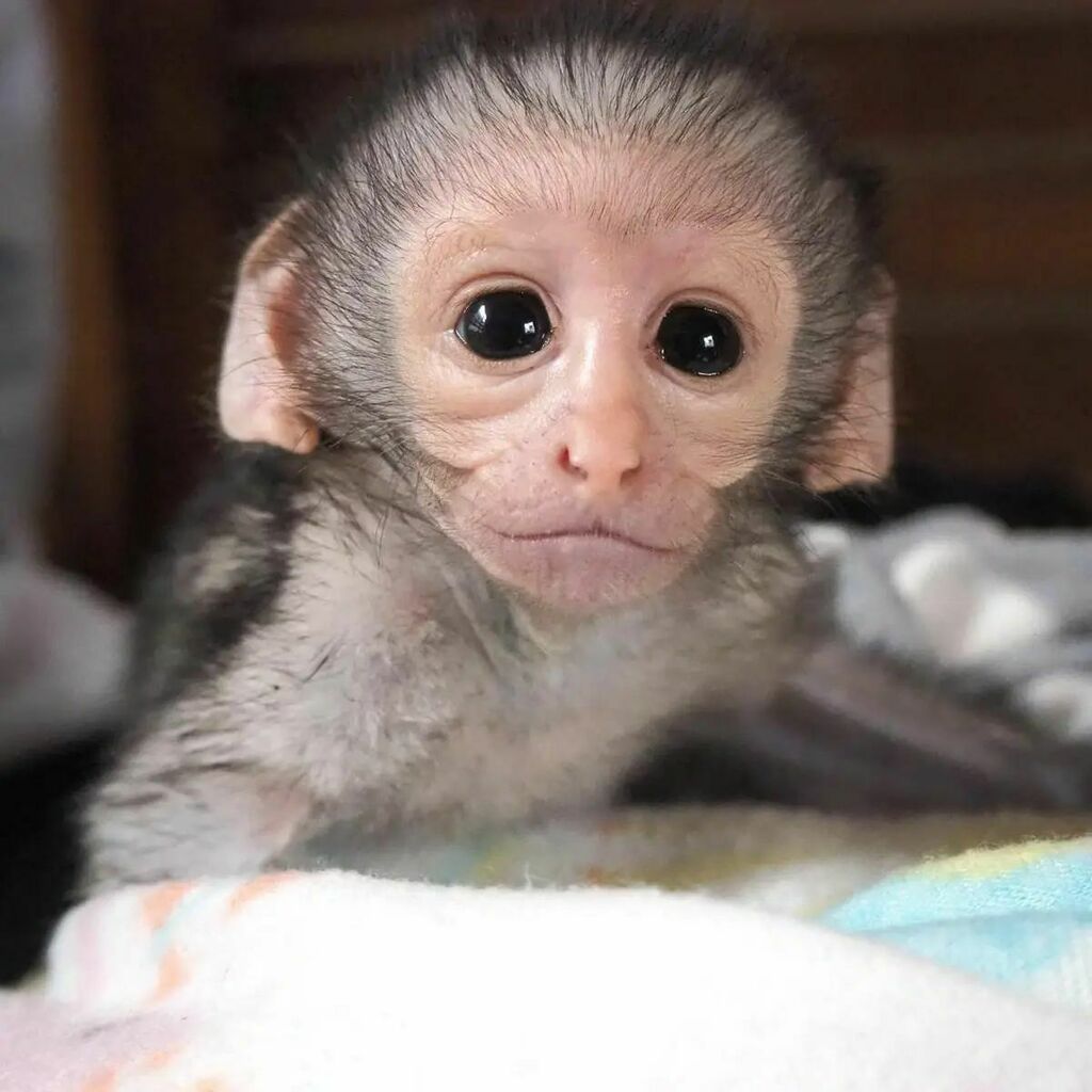 Vervet_Forest's tweet photo. The orphan season has begun today with the first orphan arriving at just 2 days old called Roddy. A kind lady found him and took him to the vets. A VMF supporter took care of him during the night with advice from VMF before driving far to meet halfway so… https://t.co/knjmxrsQHw https://t.co/ylNGpfnhnx