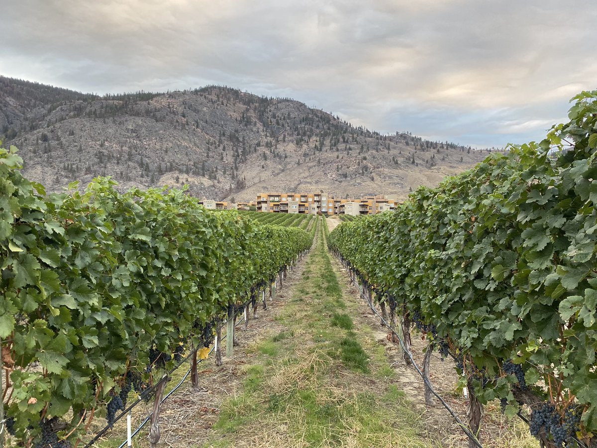 *Wine Align Pre Fam* Huge thanks to our member <a href="/nkmipcellars/">Nk'Mip Cellars</a> with OIB Winemaker Justin Hall for hosting an informative talk and local tasting.

Album: ow.ly/nfag30rVNYk

#BCWine #BCWineLife <a href="/WineAlign/">WineAlign</a> <a href="/NkmipDesert/">Nkmip Desert Centre</a>