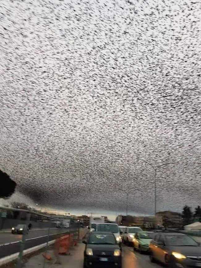 Thousands of Starlings migrating over Rome makes the sky look like TV static 😳 😳 📺

Photo Credits: Original Creator