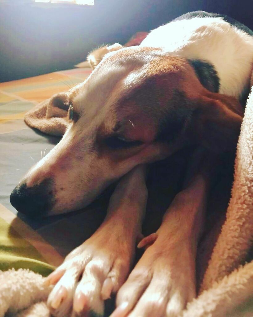 Descansa en paz mi bebé 😭 gracias por acompañarme en los mejores y peores momentos. There’s no better puppy than you, I’ll always miss you 😢 my ocean 💔 instagr.am/p/CUf8OlCLoim/