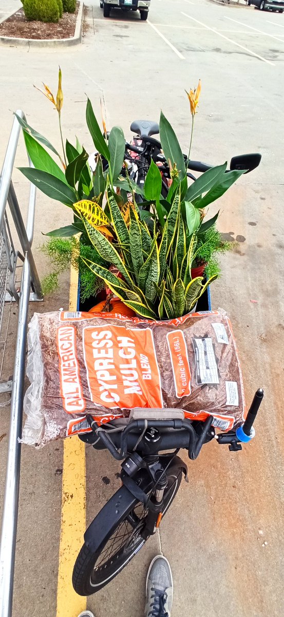 carlitecarfangs's tweet photo. Today on #WillItFit with #CargoBikeFamily. A trip to @Lowes following the daycare drop off and an optometry appt. 
2 bags of mulch, 2 pumpkins, and 3 new potted plants for our porch. 

Will it fit? 
Yes. Yes it will.

@RieseMullerNL Load 75
#BikeCentralOK
#TripChaining https://t.co/6PM7dI6Nnw
