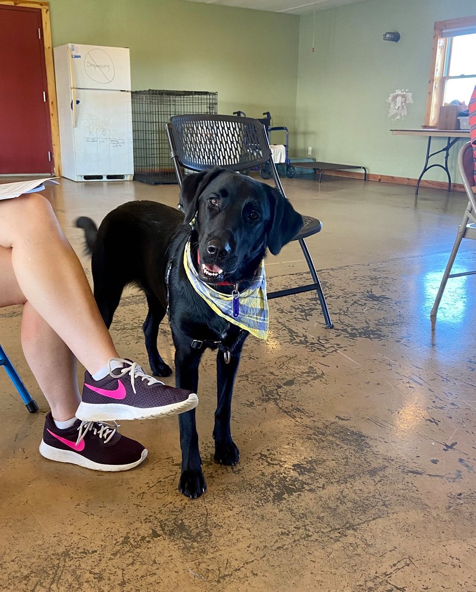 Celebrating #NationalBlackDogDay with this sweet service dog! Find out more about Hearts of Gold by following <a href="/HeartsofGoldWV/">Hearts of Gold WV</a>.