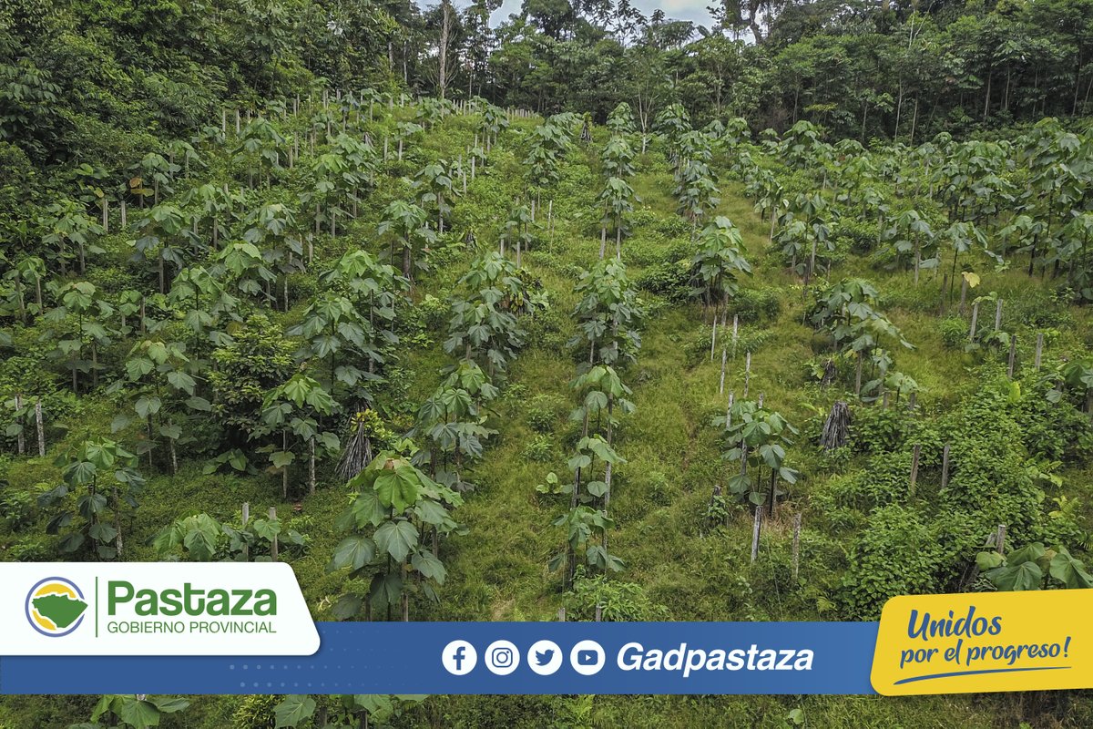 GadPastaza's tweet photo. ¡La Prefectura impulsa la siembra de Balsa en Pastaza!

Como parte del convenio con las empresas privadas ROGUEZFOR – TERRATECNICA S.A. se llevó a cabo el Taller “Experiencias Y Aprendizaje en la Implementación De 300 Hectáreas de Balsa en la provincia de Pastaza”; https://t.co/NTzCxzx9VW