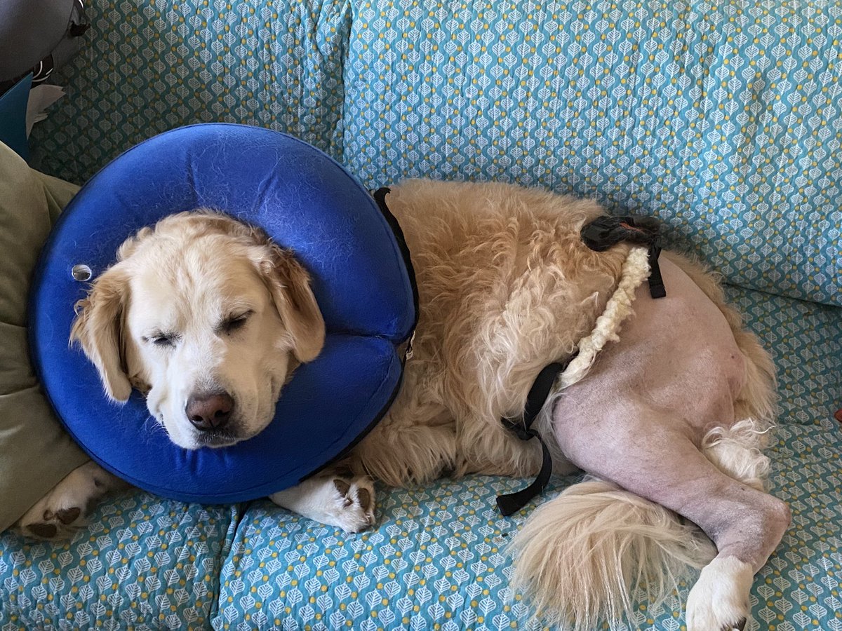 JamiMes's tweet photo. My Golden’s 2nd #ACL Surgery.. I can lift my 80# girl to her favorite places. Thank you @HelpEmUp !#TPLO #MENISCUS https://t.co/AVFu0KqDyx