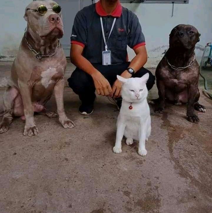 Ele acha que é um dog 🤣