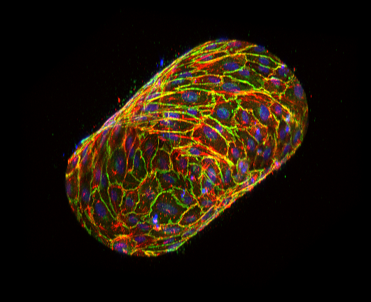 NIH_ORIP's tweet photo. Powering research discoveries, the confocal microscope funded by S10 program advances a wide range of biological research at the University of Delaware, other academic institutions, and private industry. (ORIP Instrumentation Grant S10OD016361) @UDelaware
https://t.co/ikI8Rqt1uP https://t.co/LJHrPRhOEN
