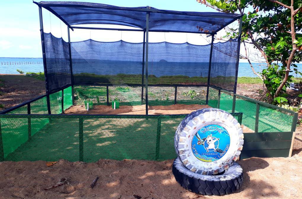 AquaBsc's tweet photo. AquaGoat Sea Turtle Hatchery welcomes its first two nests!! 😊🐢 We had two landings early yesterday morning during heavy down pour. Two green turtles left 78 + 69 eggs ❤️ 
Thanks FOSTER and @kt_yee!

#AquaGoatArmy
#AquaGoatV2
#GOATSsavingBabyTurtles 
#cryptocurrecy https://t.co/05yS1wa8Yg