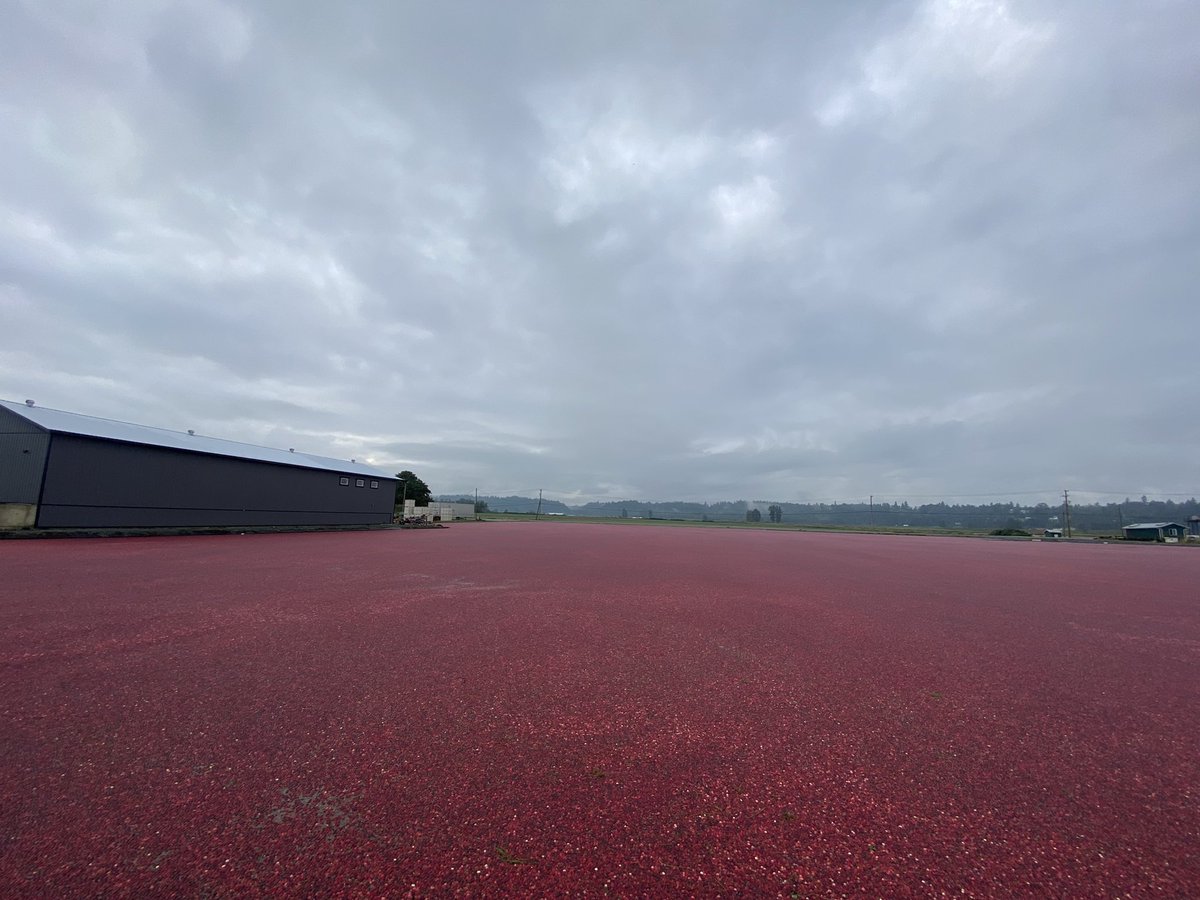 Something fun I got to report on today: Have you ever seen soo many cranberries🤩 If you’re looking for a fall funtivity, visit The Bog cranberry farm in Fort Langley to jump in with the berries. <a href="/AldergroveStar/">Aldergrove Star</a>
