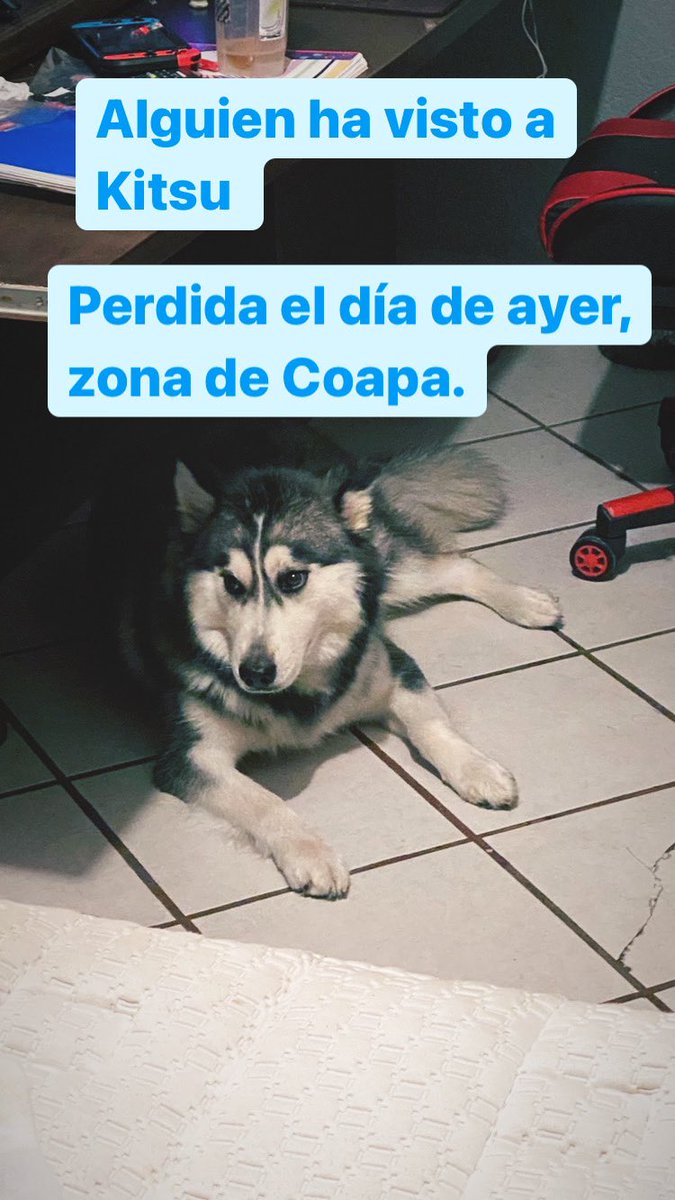 Valekabjav's tweet photo. Se busca # perrita perdida en zona de #Coapa https://t.co/VbtFGi1CWG