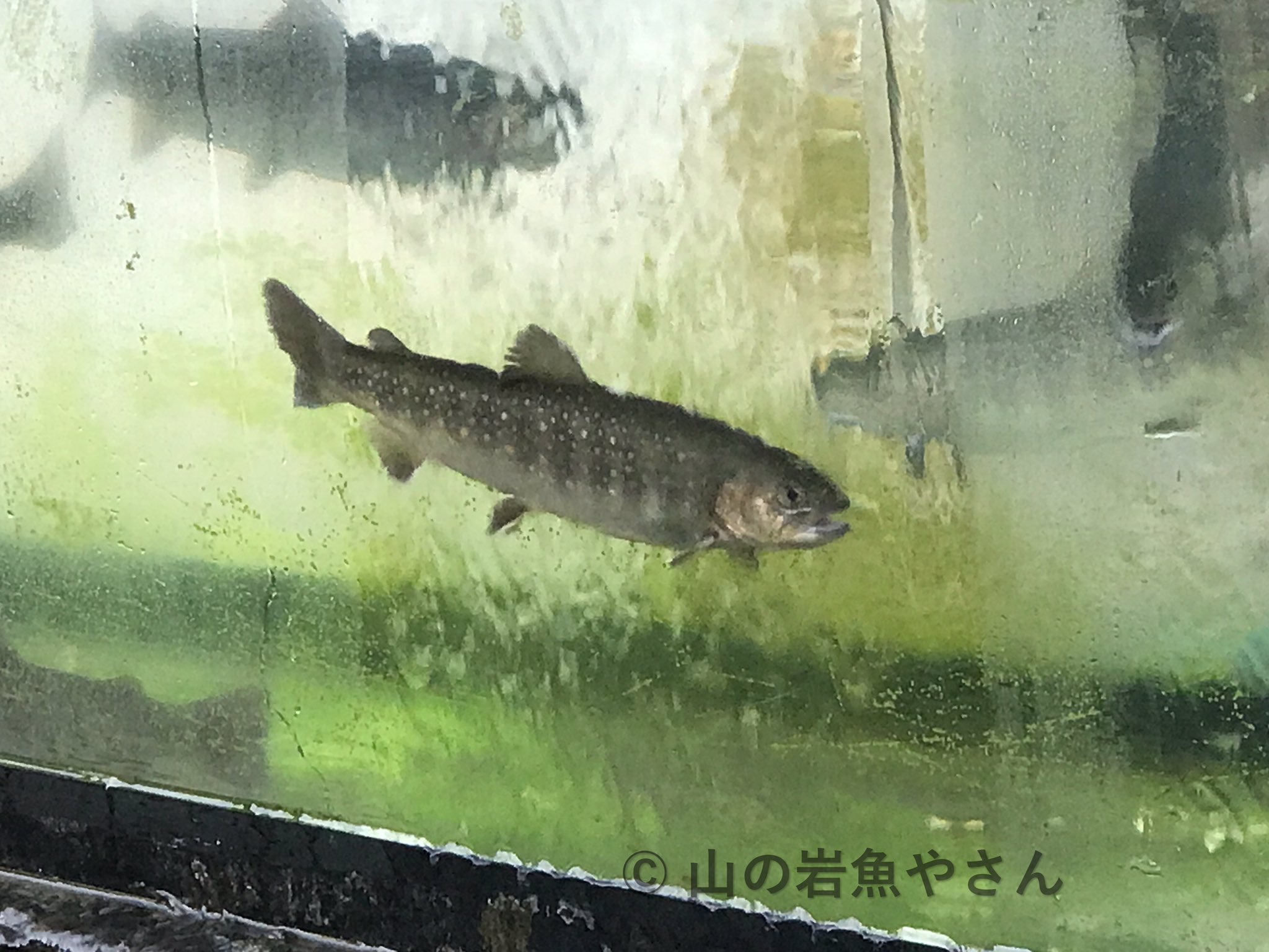 山の岩魚やさん Iwanayasan Twitter