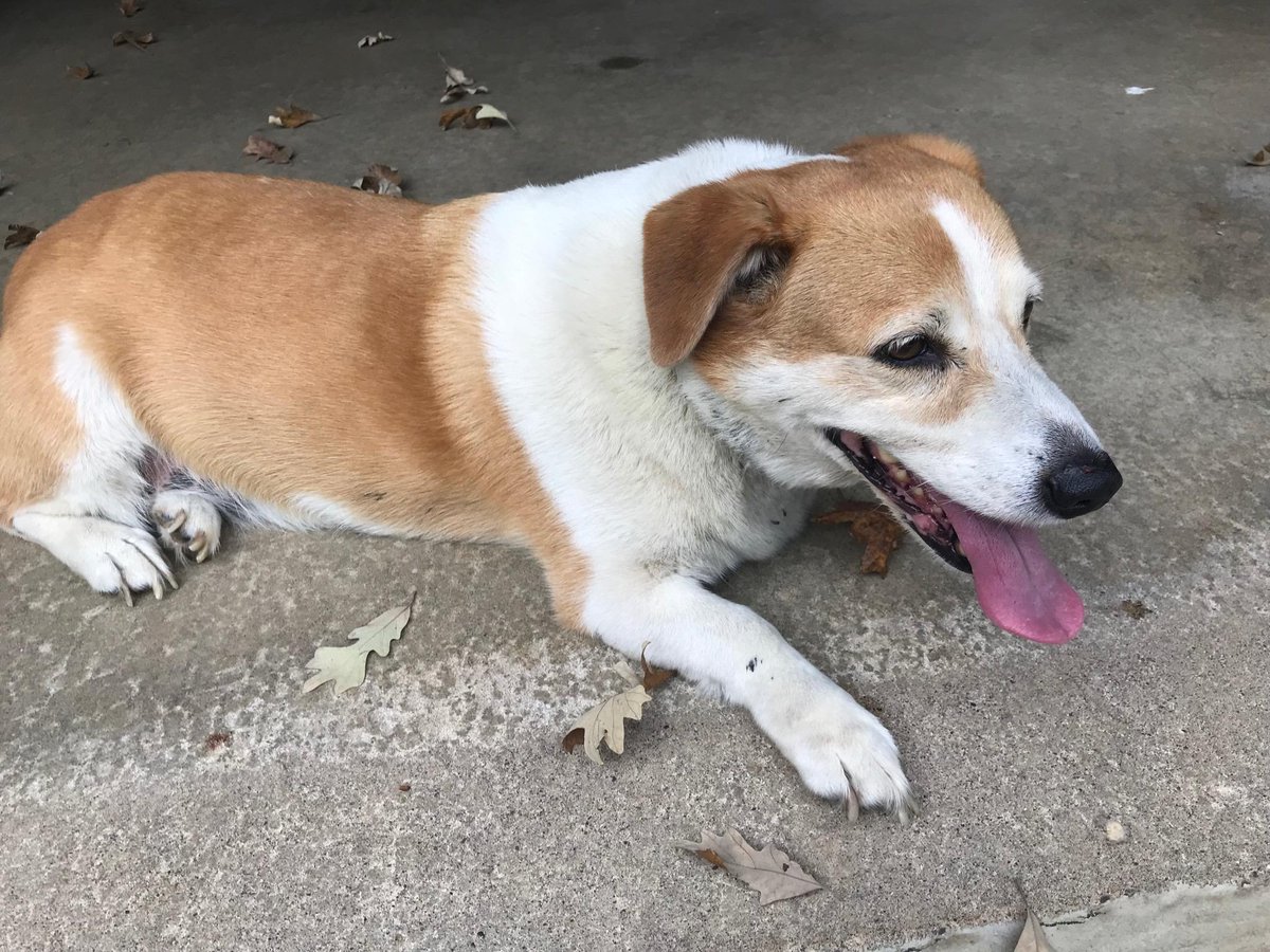 Help us find the owner! This happy dog was found in Ravenna Township. If you are the owner or know the owner please call 911 and ask to speak to a Deputy.