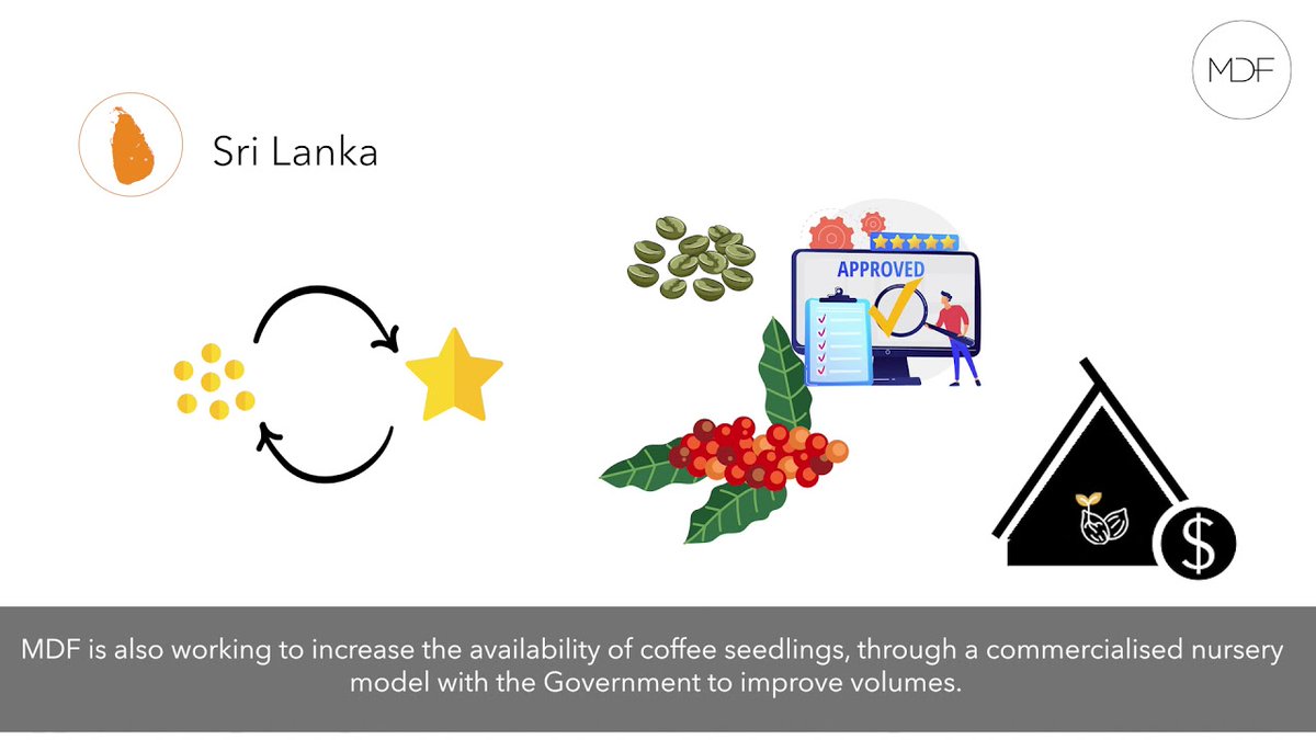 MDFGlobal's tweet photo. Happy #coffeemonth! The private sector is instrumental in creating transformational growth in the #specialtycoffee market.
MDF’s work with partner businesses is triggering system-wide changes in #PNG, #lka & #timorleste #specialtycoffee industries 👇 📹 https://t.co/bAlGMJiPrb https://t.co/Wcw1X3TY2u