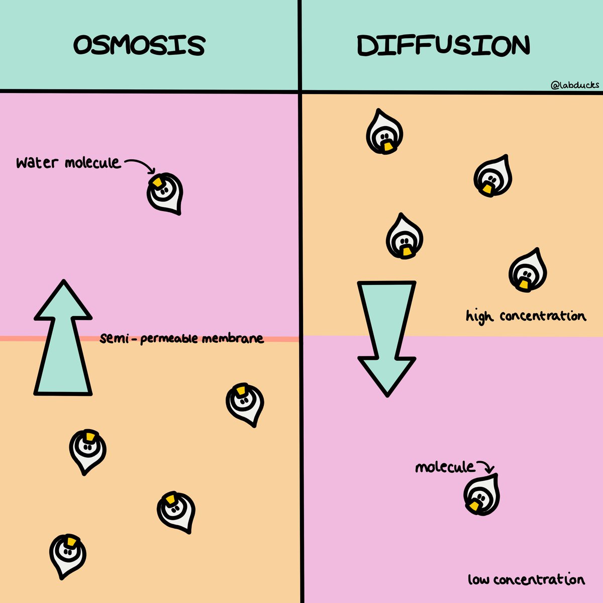 labducks tweet media