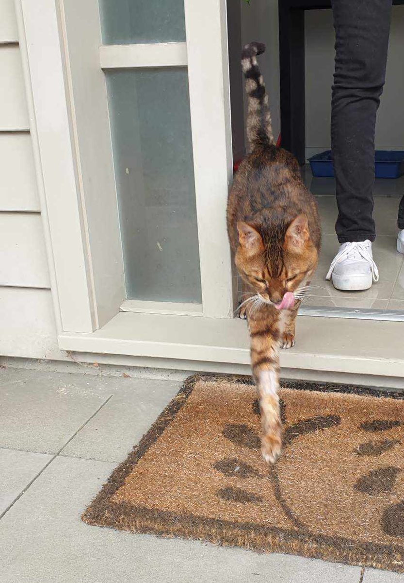 mowglithebengal's tweet photo. @mrmeowgli Happy birthday fellow-Mowgli. I am coming around for the Mowgli party. Bringing nip. https://t.co/ZePcM3K9BK