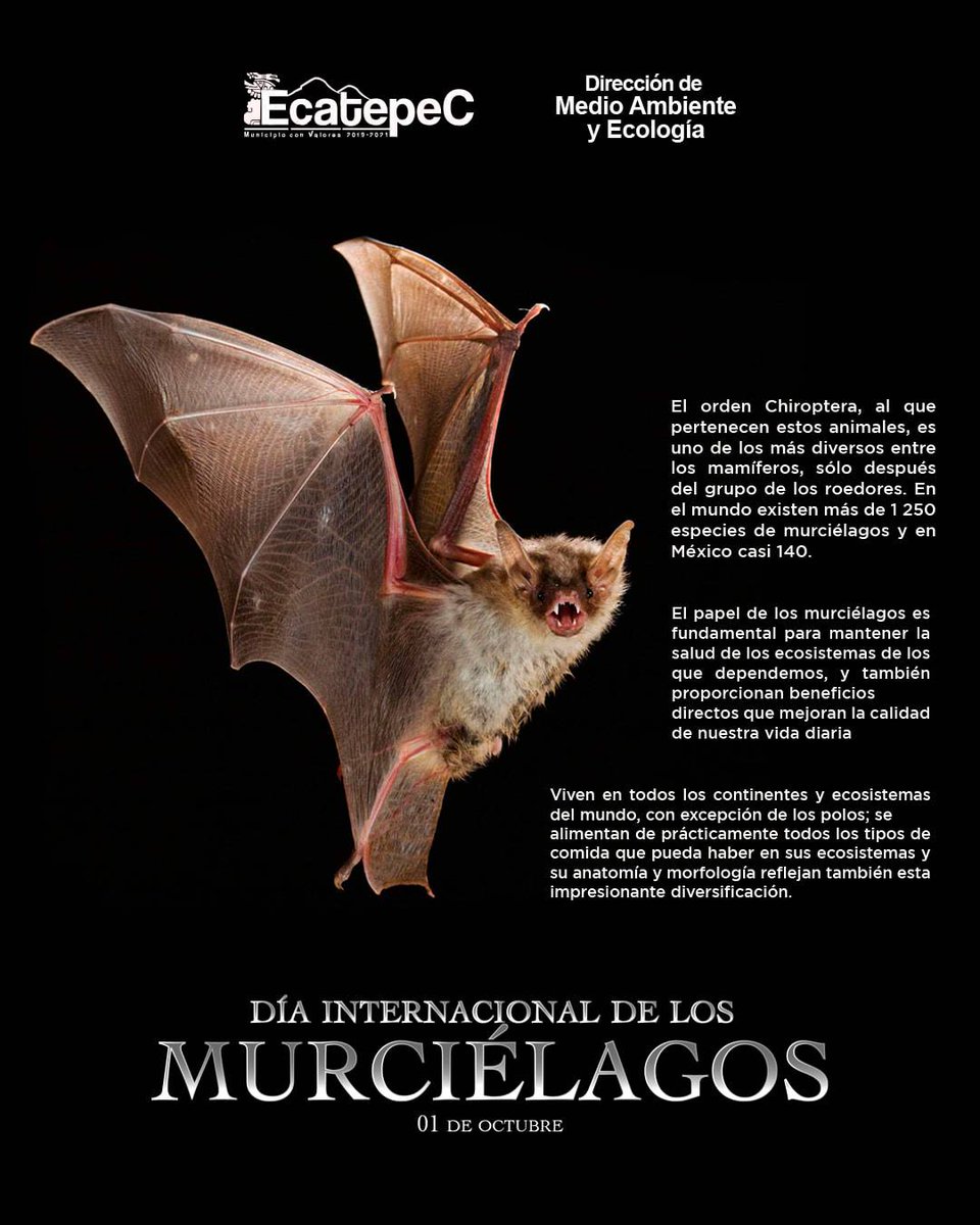 Dirección de Medio Ambiente y Ecología Ecatepec tweet media