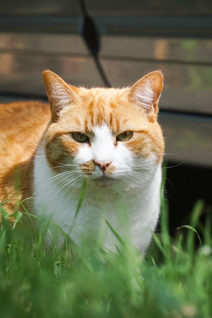 MyInnerWest's tweet photo. Caturday in the grass π± #catsofsydney #innerwest https://t.co/XCrAXA7PWY