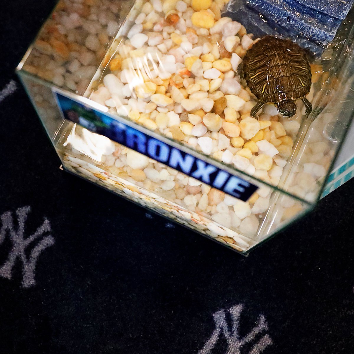 Yankees's tweet photo. The Turtle your timeline has been waiting for...

Here's Bronxie 🐢 https://t.co/8bp7C8ZHsv