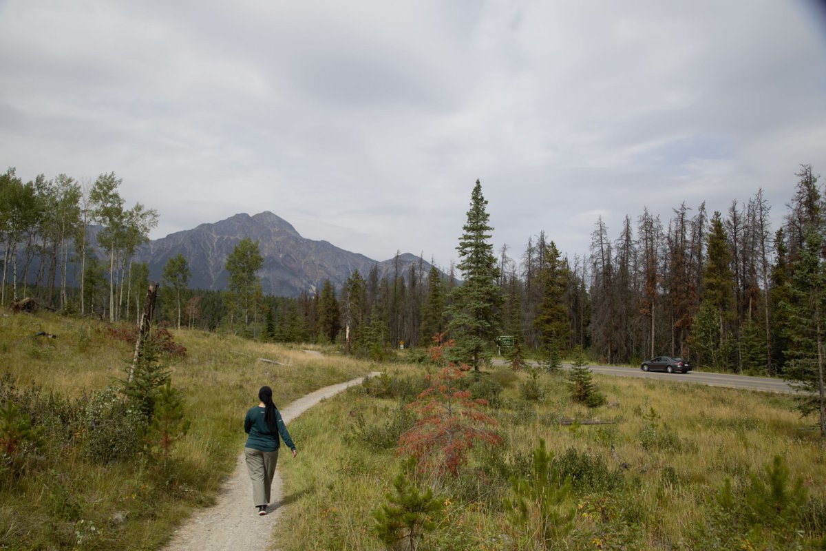 JasperNP's tweet photo. #FireTalkFriday 🔥 Over the winter of 2018-2019, Parks Canada reduced the amount of beetle-killed pine trees and forest fuels, at the Pyramid Bench. Safety is a priority of Parks Canada and this project increased the protection for the Town of Jasper. https://t.co/QIhTqB5HAQ