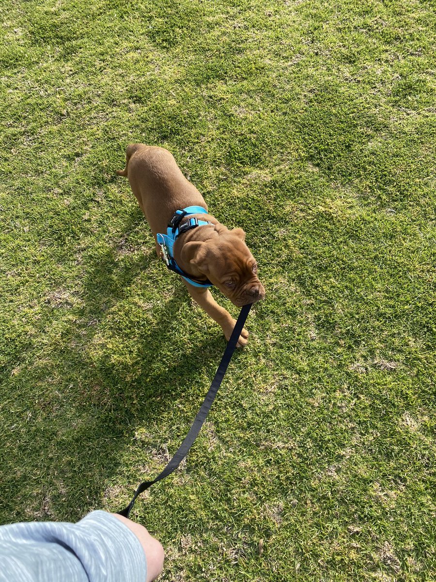 Day two - Kev walking himself this morning.  #blackdoginstitute #walkformentalhealth

Please make a donation and support my 100km walk to help save lives. You can sponsor me here: oneff.co/s/kyliejac1