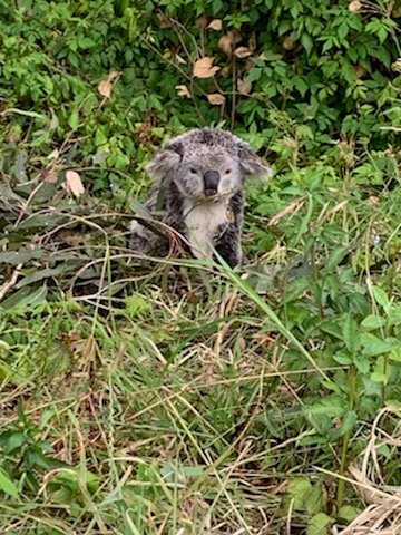 talkingkoala's tweet photo. 🙏🐨💖 yesterday one of my koala watchers called #FOK #koalarescue hotline time for a health check on all their koalas #FriendsOfTheKoala - she was lucky to be found - 8 yrs old, emaciated, flyblown, lymphoma. RIP Sage 🌈 💕 https://t.co/w6VsWKtvuE