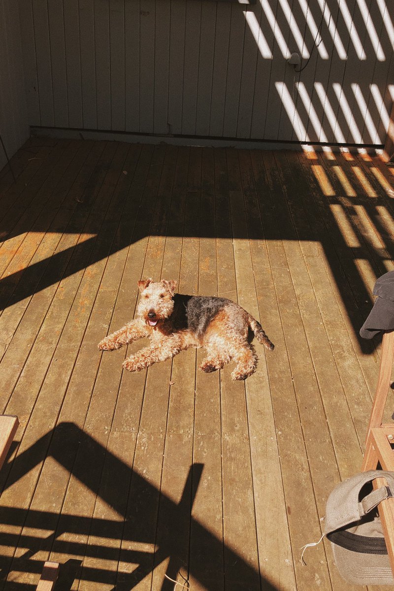 mrkylemac's tweet image. My teddy bear dog 🐶