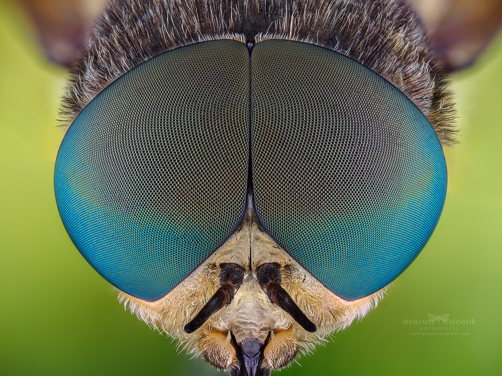 extreme-macro tweet media