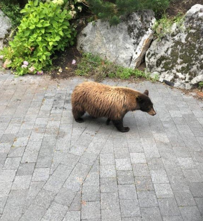 _BCCOS's tweet photo. COURT CASE | A #Whistler resident has received a combined $60,000 penalty for feeding and attracting bears to her property in a precedent-setting case for the #BCCOS as the highest overall penalty imposed under the Wildlife Act in B.C. https://t.co/pxKd6VxDwV https://t.co/BdCjn4PA6W
