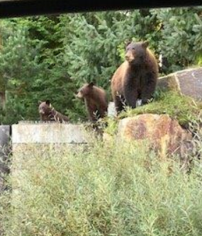 COURT CASE | A #Whistler resident has received a combined $60,000 penalty for feeding and attracting bears to her property in a precedent-setting case for the #BCCOS as the highest overall penalty imposed under the Wildlife Act in B.C. tinyurl.com/bhh3b8d3