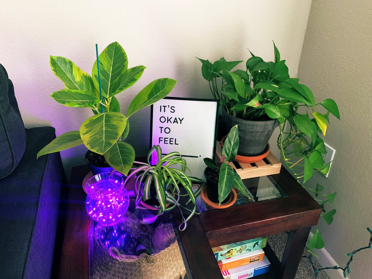 plantygracey's tweet photo. happy spoopy szn https://t.co/yWNMNlpRBU