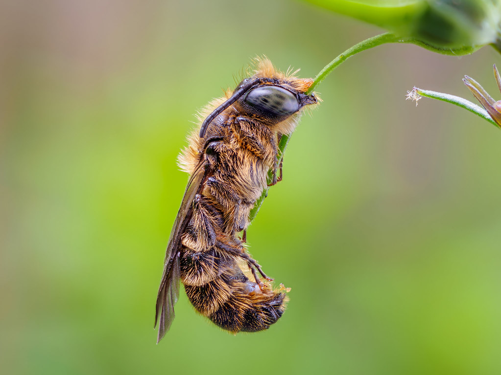 extreme-macro tweet media