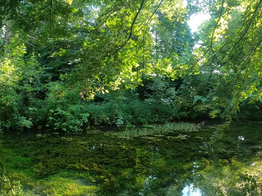 NatureEstate_'s tweet image. Beautiful walk along Basingstoke Canal; one of the most botanically rich aquatic areas in England! 🌿 
I got to see Greywell Tunnel, which supports one of Europe's largest bat roosts 🦇
#2021EBE #greywell #ecology #bats #odiham #walk #hampshire #basingstokecanal #nature